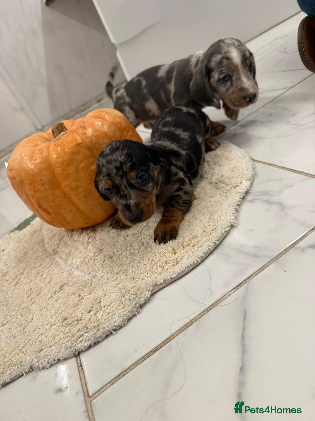 Dachshund dogs for sale: Dachshund puppies for sale  - Image 6