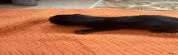 Mixed Breed cats for sale: Three black kittens for sale, possibly half BSH in Welshpool - Advert 4