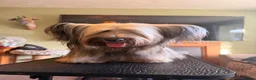 Skye Terrier dogs for sale: KC Reg Skye Terrier Cream puppies  - Advert 3