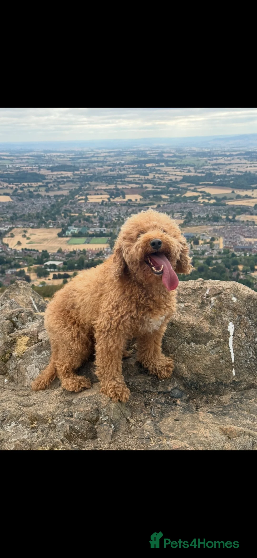 Cockapoo dogs for stud: Gizmo fo Stud - Worcester  in Worcester - Advert 3