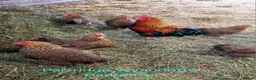 Chickens poultry for sale: Various Pure breed chicks/eggs + turkeys - Advert 8