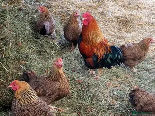 Chickens poultry Various Pure breed chicks/eggs + guinea fowl keets - Advert 12