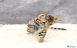 Bengal cats for sale: 🔥Stunning Bengal Kittens last little girl left 🔥 - Image 16