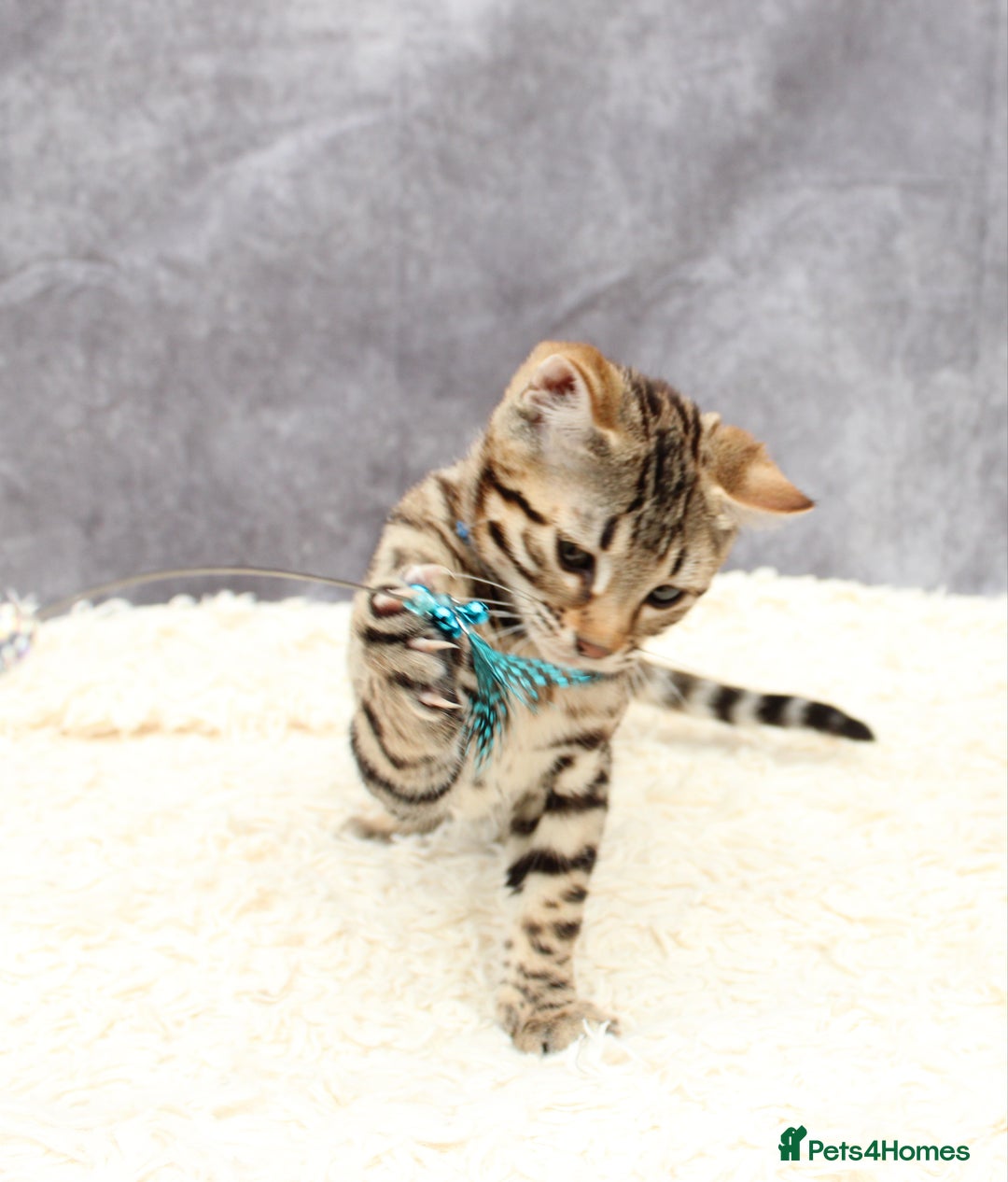 Bengal cats for sale: 🔥Stunning Bengal Kittens last little girl left 🔥 - Image 16