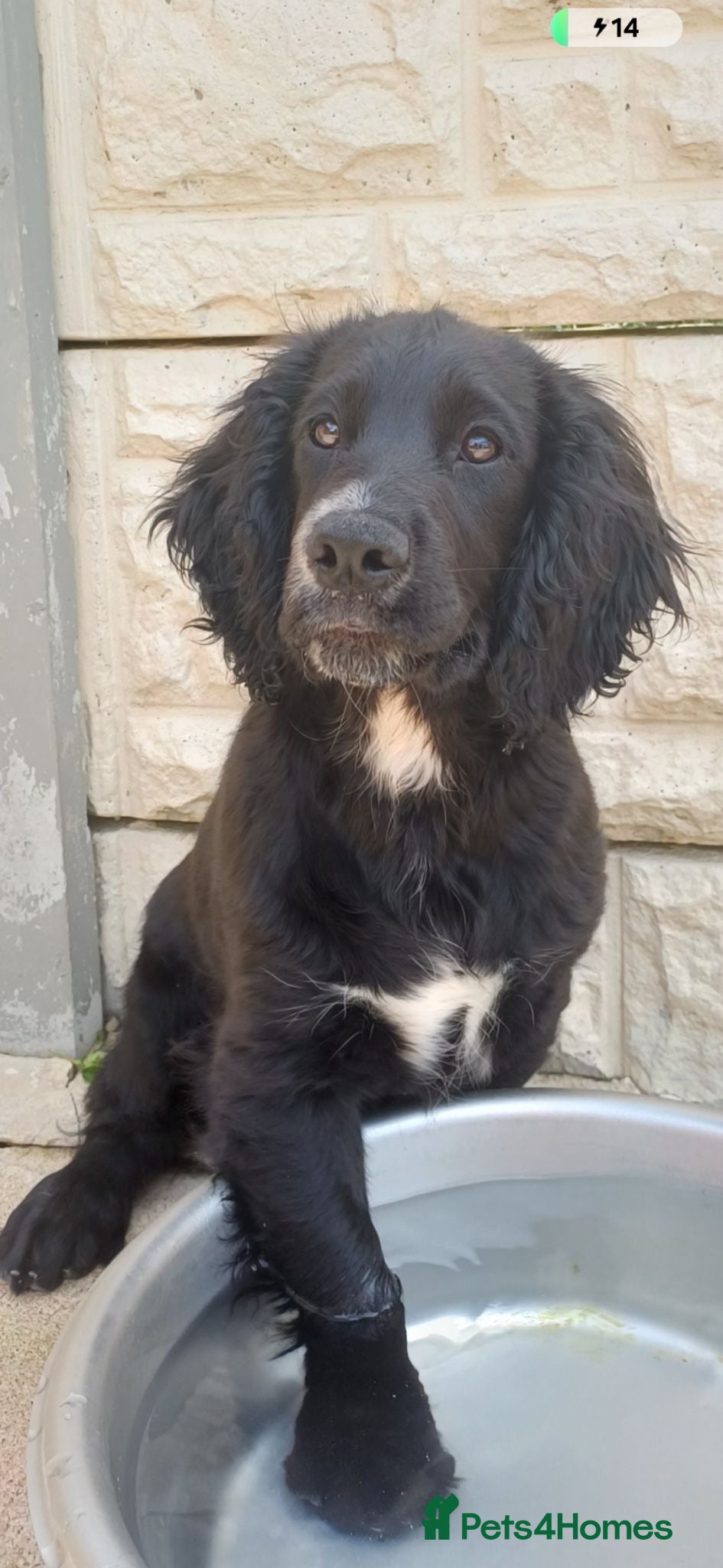 Cocker Spaniel dogs EXCELLENT  BRED WORKING COCKER MALE  - Advert 18