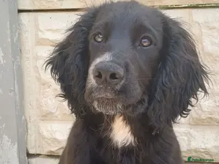 Cocker Spaniel dogs EXCELLENT BRED WORKING COCKER MALE - Advert 18