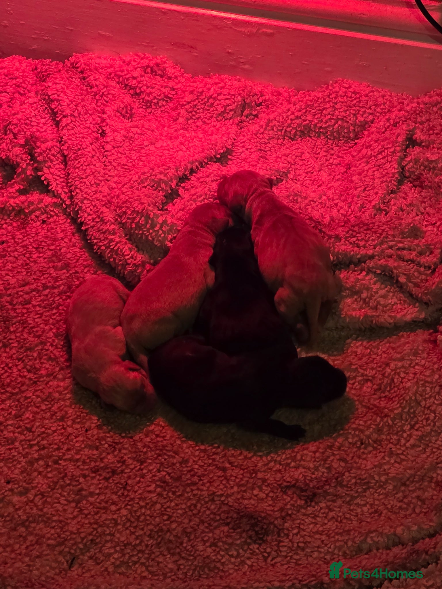 Labrador Retriever dogs for sale: 2 Non KC Labrador puppies in Withernsea - Advert 4