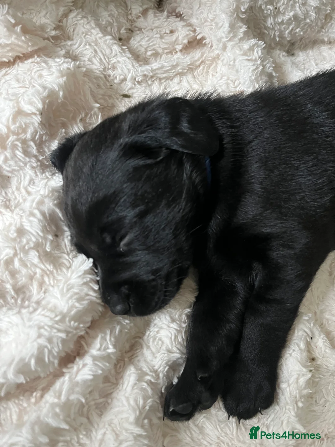 Labrador Retriever dogs for sale: Yellow - Advert 9