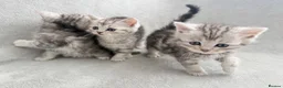 Persian cats for sale: Ready now - Persian x Maine coon kittens  - Advert 10