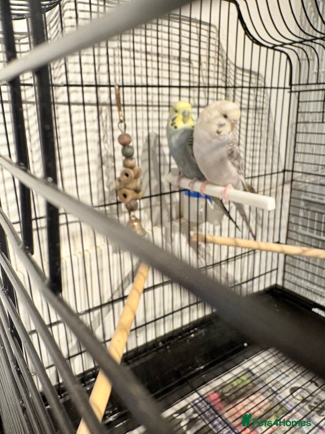 Budgerigars birds for sale: Young Budgies for sale  - Advert 6