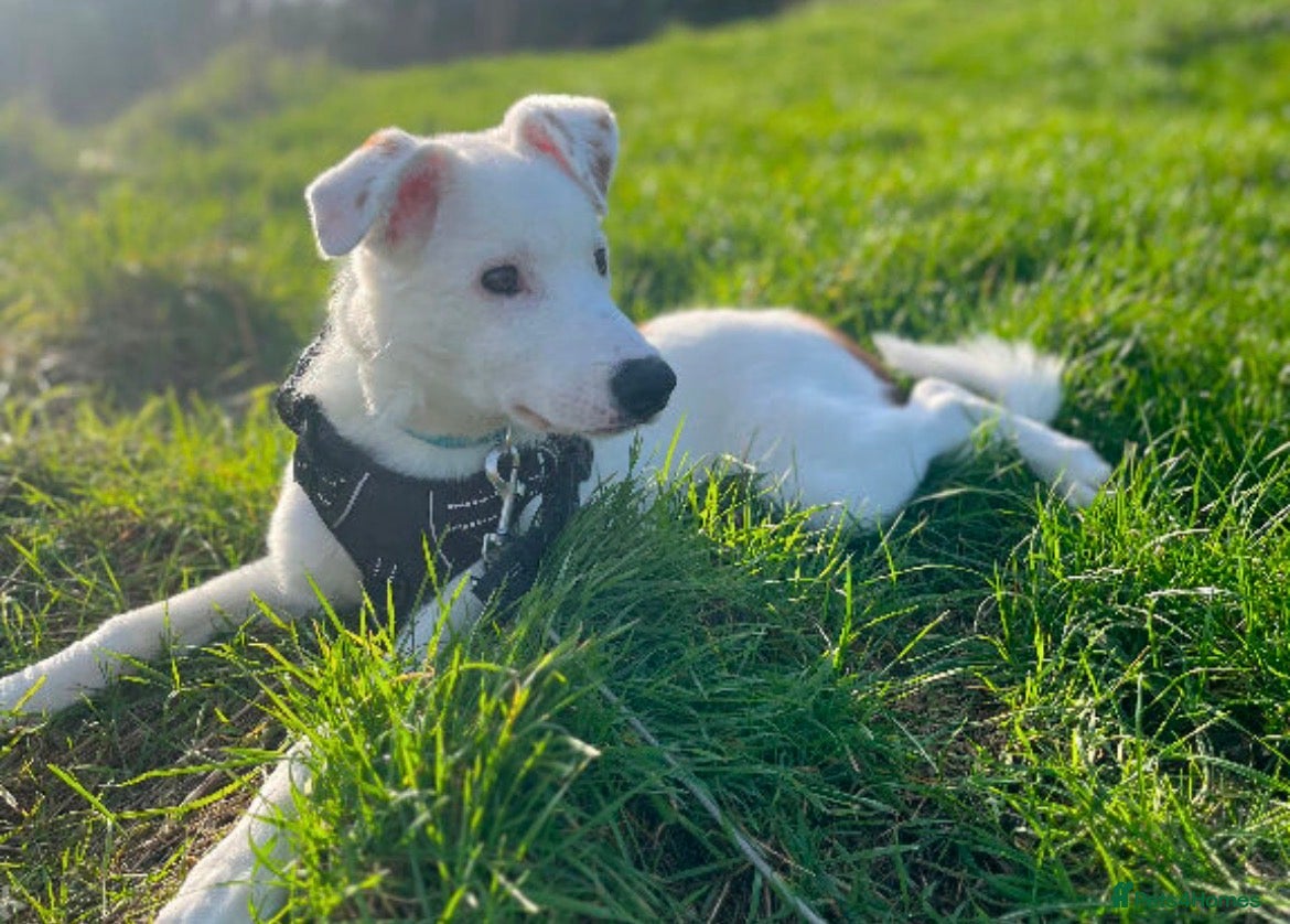 Mixed Breed dogs for sale: Collie Heeler in Worcester - Advert 3
