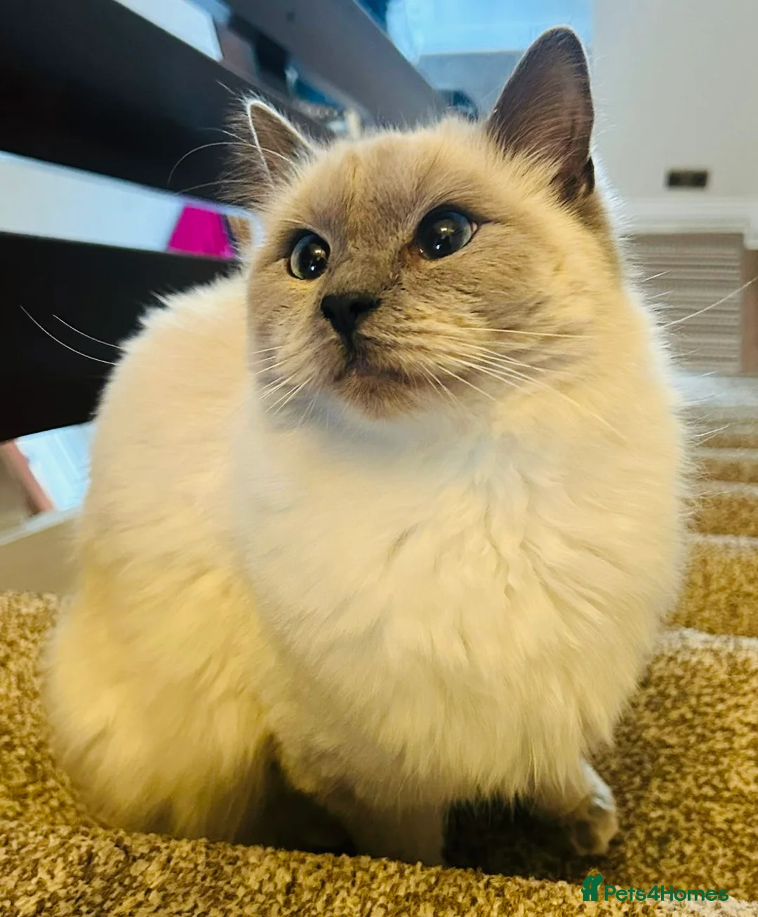 Ragdoll cats for sale: Female Ragdoll Cats - Advert 1