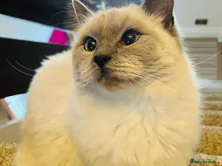 Ragdoll cats Female Ragdoll Cats - Advert 1