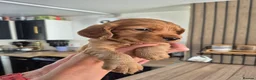 Sprocker dogs for sale: Fox red sprocker puppies - Advert 6
