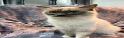 Ragdoll cats for sale: Ragdoll Show Quality Active GCCF  - Advert 2
