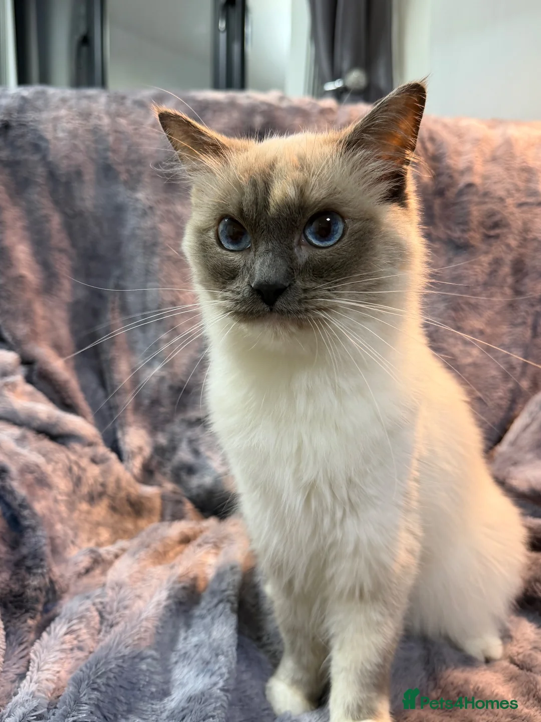 Ragdoll cats for sale: Ragdoll Show Quality Active GCCF  - Advert 2