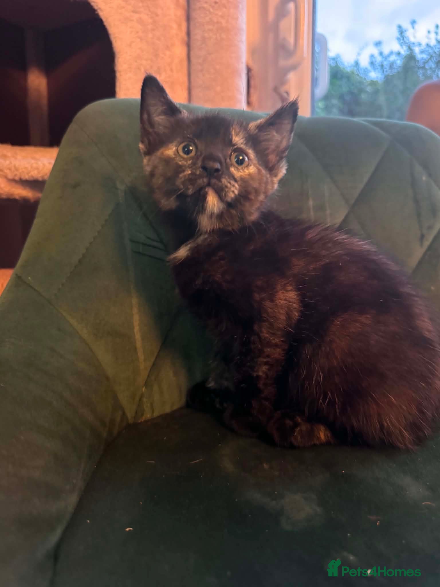 Mixed Breed dogs Beautiful  kittens for sale - Advert 14