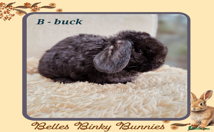 Mini Lop rabbits - Advert 3