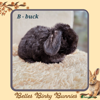 Mini Lop rabbits - Advert 9