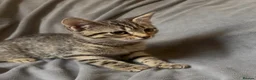 Mixed Breed cats for sale: 3 Tabby Kittens looking for homes🐾 - Advert 1