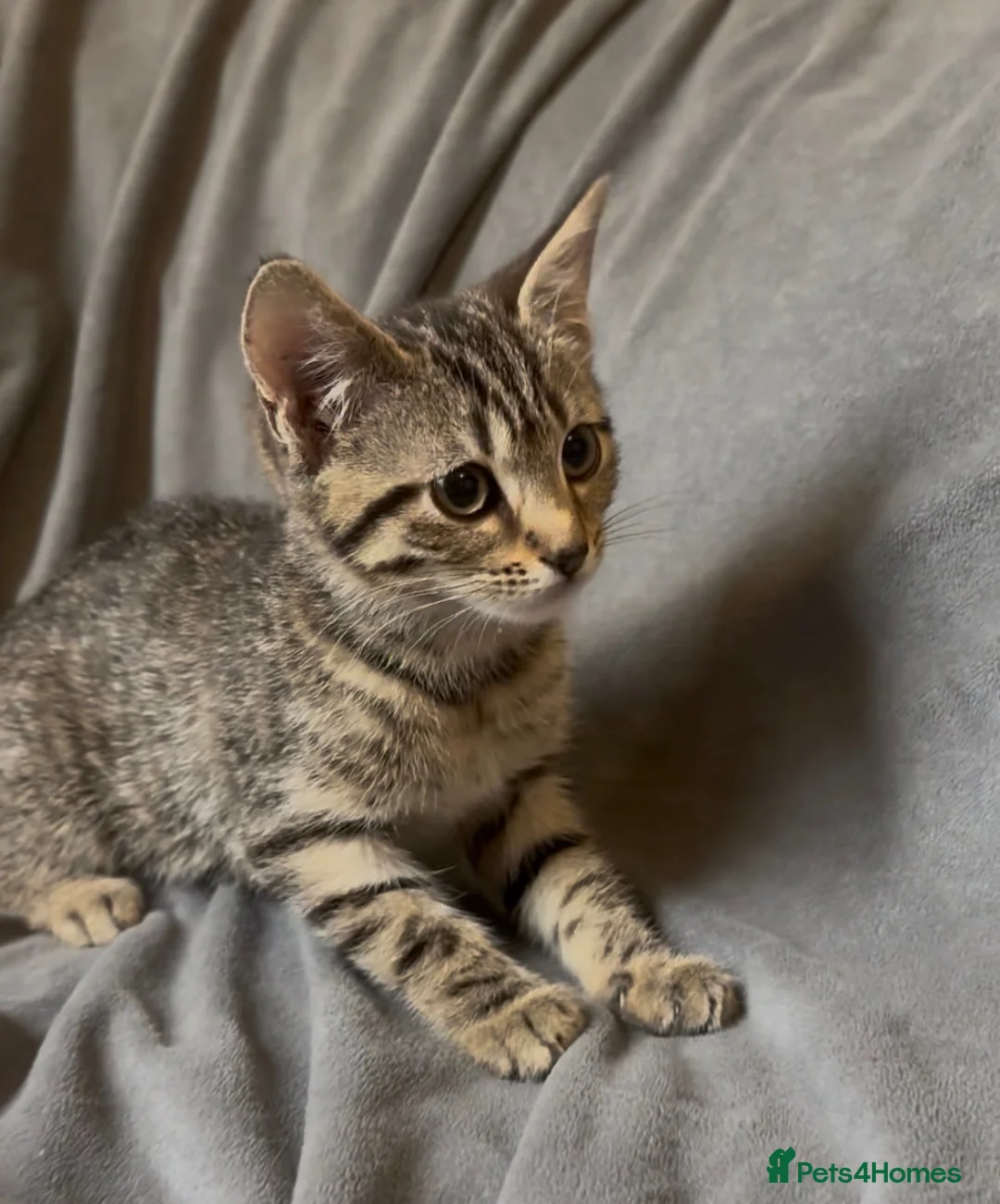 Mixed Breed cats for sale: 3 Tabby Kittens looking for homes🐾 - Advert 1