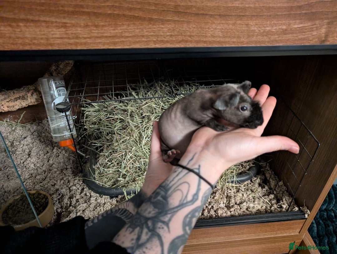 Guinea Pig rodents for sale: Make skinny pigs/werewolfs  - Advert 3