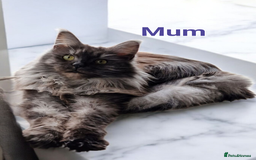 Maine Coon cats for sale: Maine Coon full pedigree kittens  - Image 7