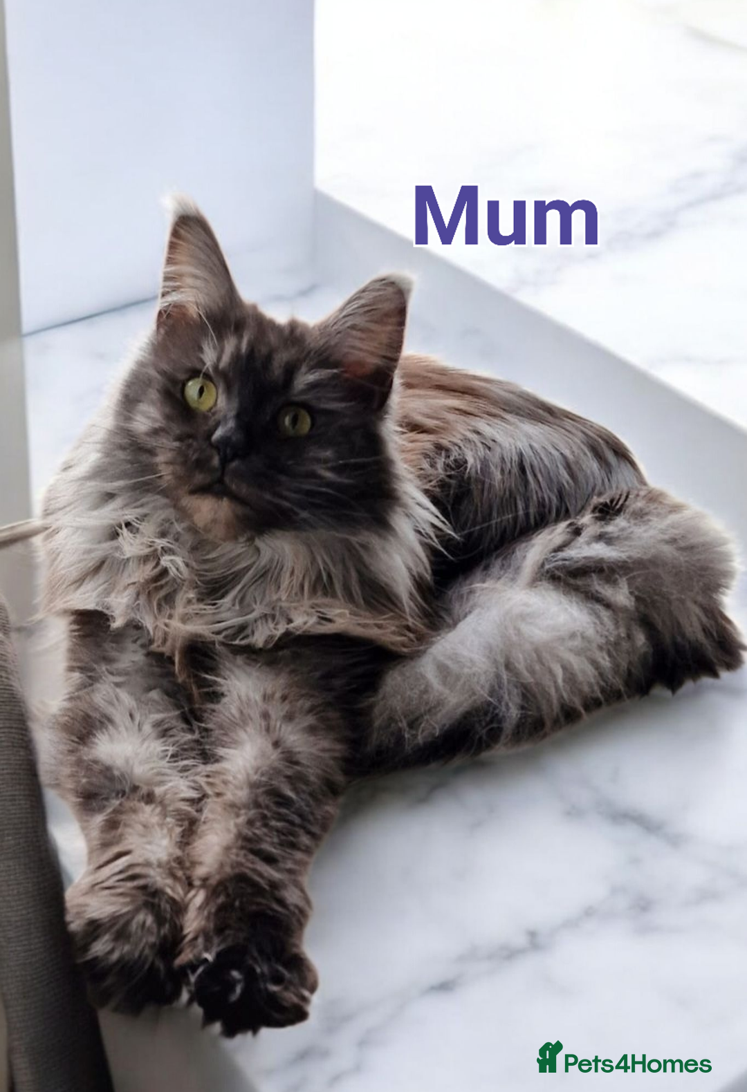 Maine Coon cats for sale: Maine Coon full pedigree kittens  - Image 7