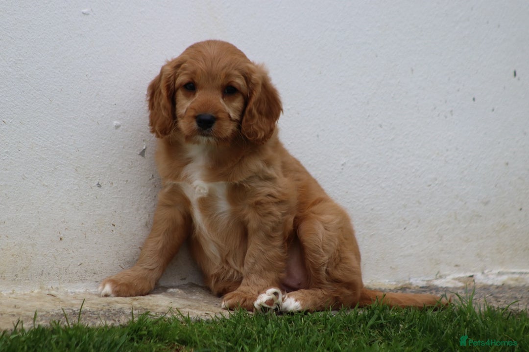 Cavapoo dogs for sale: F1 Cavapoo puppies for sale - Image 12