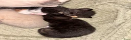 Mixed Breed cats for sale: Beautiful calico and pointed kittens in Woodbridge - Advert 9