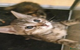 Ragdoll cats for sale: Beautiful Ragdoll x Kittens  - Advert 7