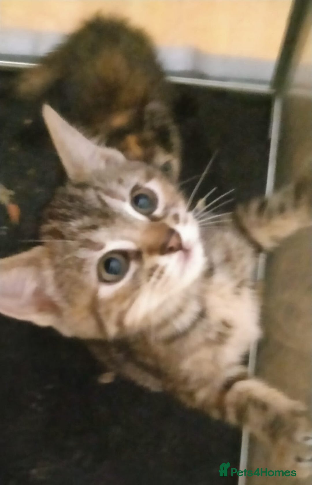 Ragdoll cats for sale: Beautiful Ragdoll x Kittens  - Advert 7