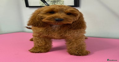 Cockapoo dogs - Advert 5