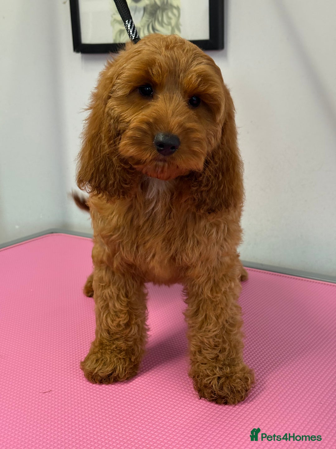 Cockapoo dogs for sale: F1 Show Cockapoo red Girl fully vaccinated  - Image 2
