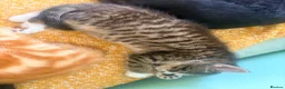 Mixed Breed cats for sale: Bengal/Maine Coon mix • stunning & affectionate  - Advert 8