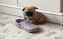 Mixed Breed dogs for sale: Pugpoms  - Image 2