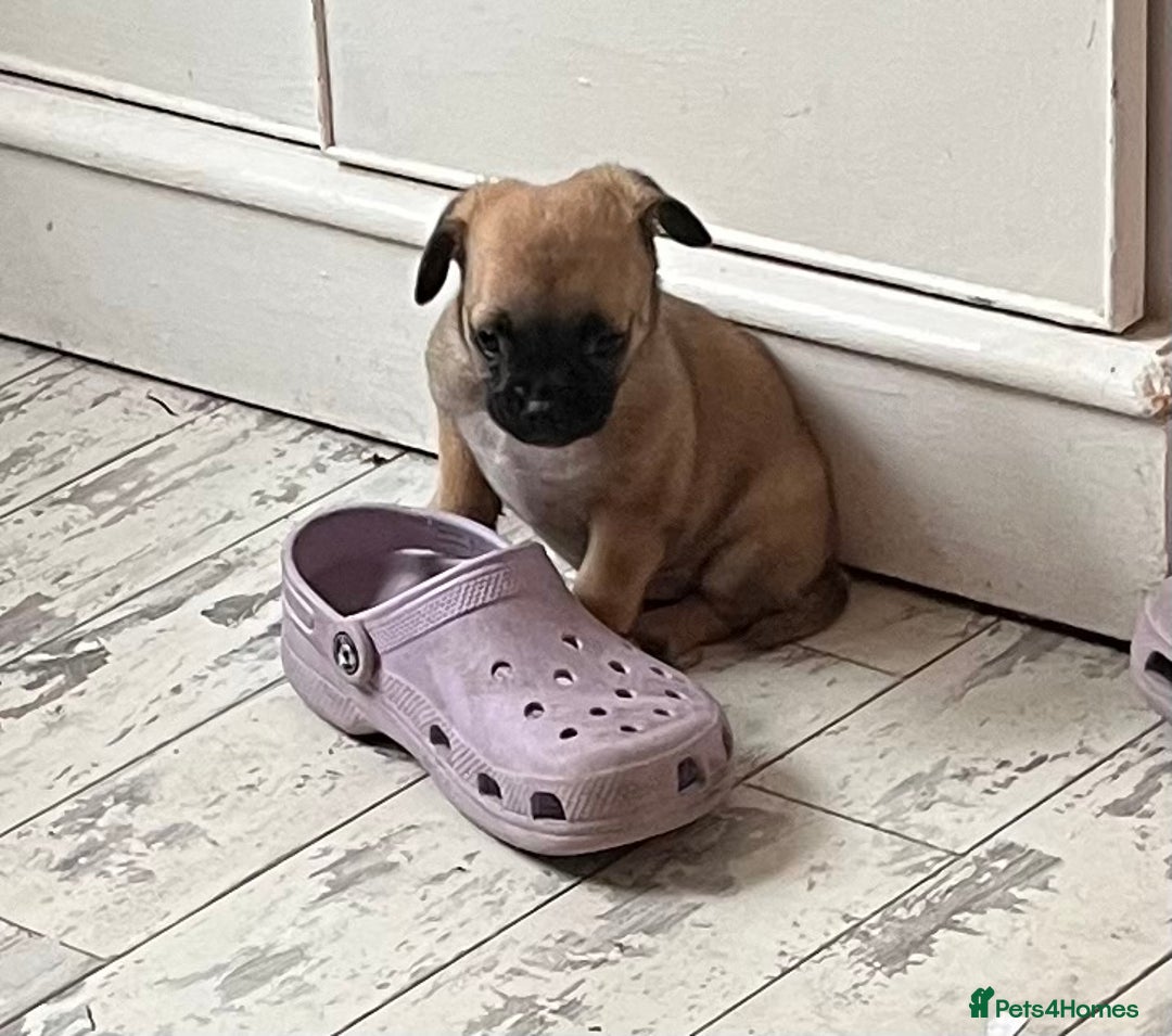 Mixed Breed dogs for sale: Pugpoms  - Image 2