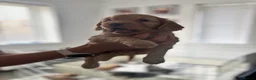 Cockapoo dogs for sale: F1 cockapoos 3x red left 🐶 ready now  - Advert 11