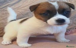Jack Russell dogs for sale: Miniature Jack Russell puppies - Image 3