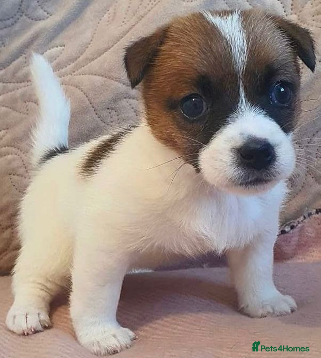 Jack Russell dogs for sale: Miniature Jack Russell puppies - Image 3