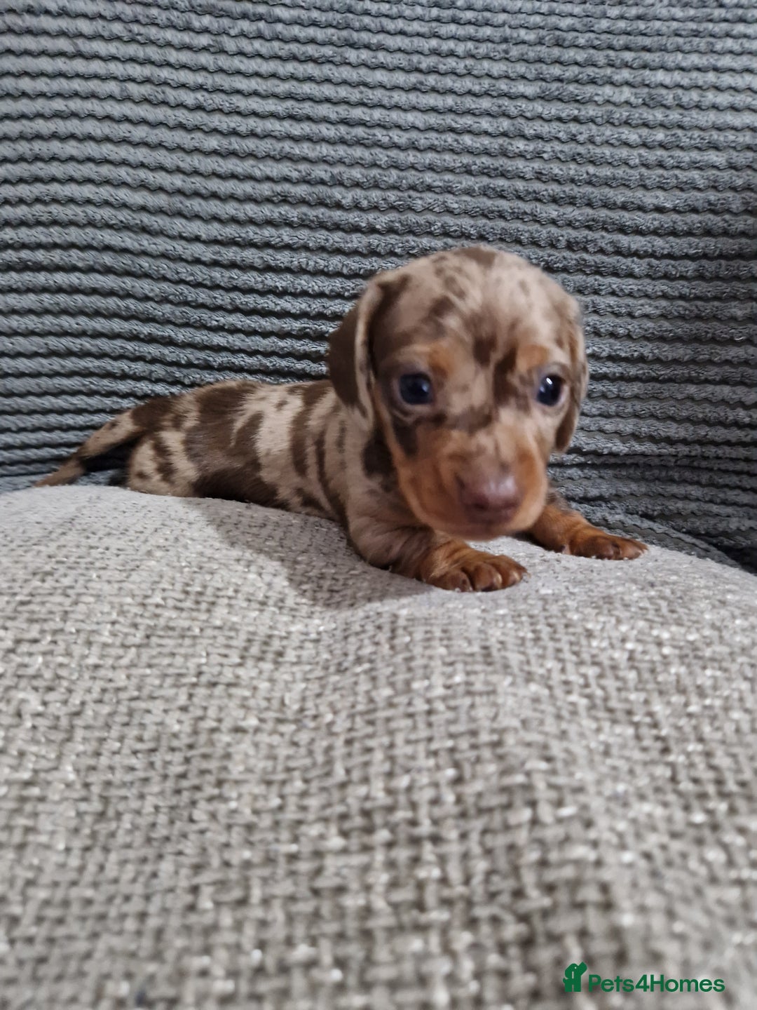Miniature Dachshund dogs for sale: Miniature Smooth Haired Dachshund  - Advert 4