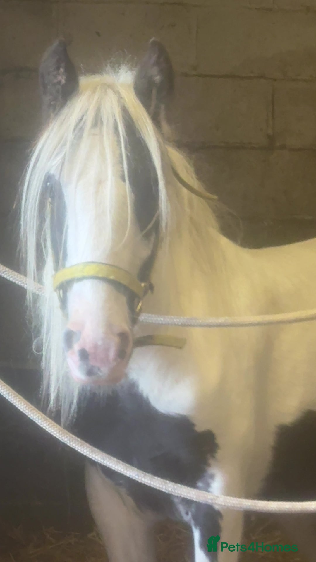 Irish Cob horses for sale: Buddy - Image 4