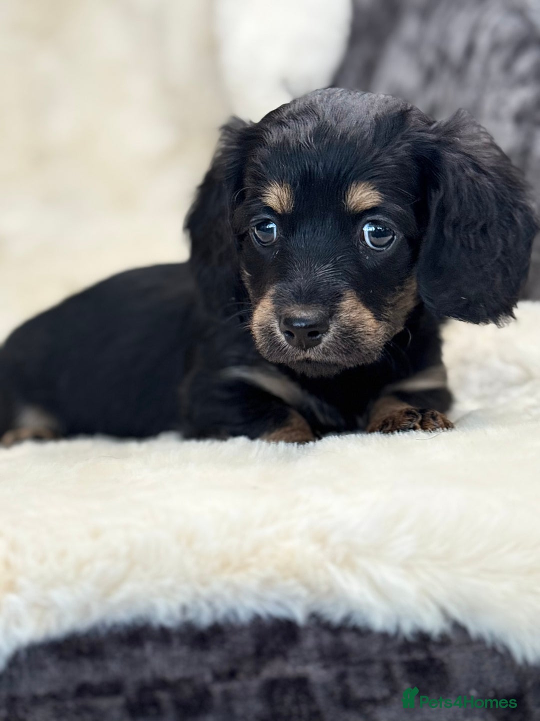 Mixed Breed dogs for sale: Gorgeous Daxi cross puppies  - Advert 10