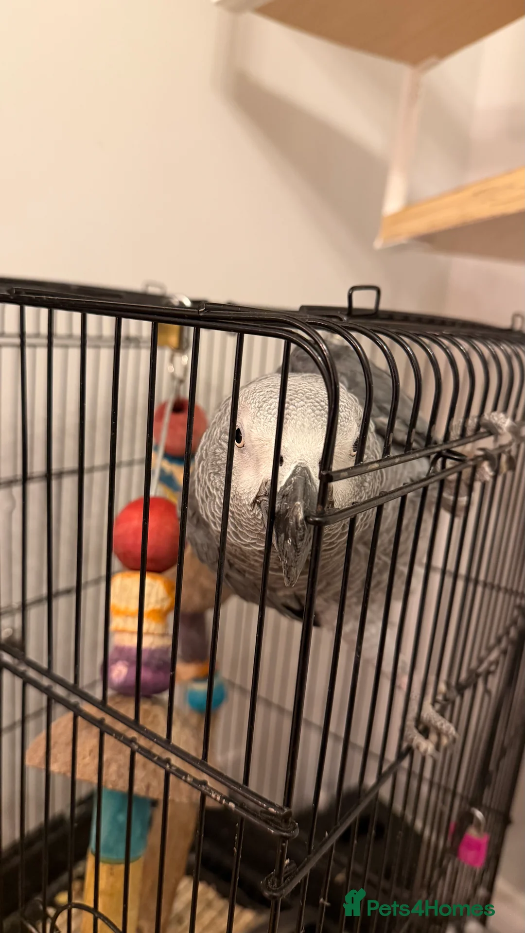 Mini Lop rabbits for sale: African grey - Advert 5