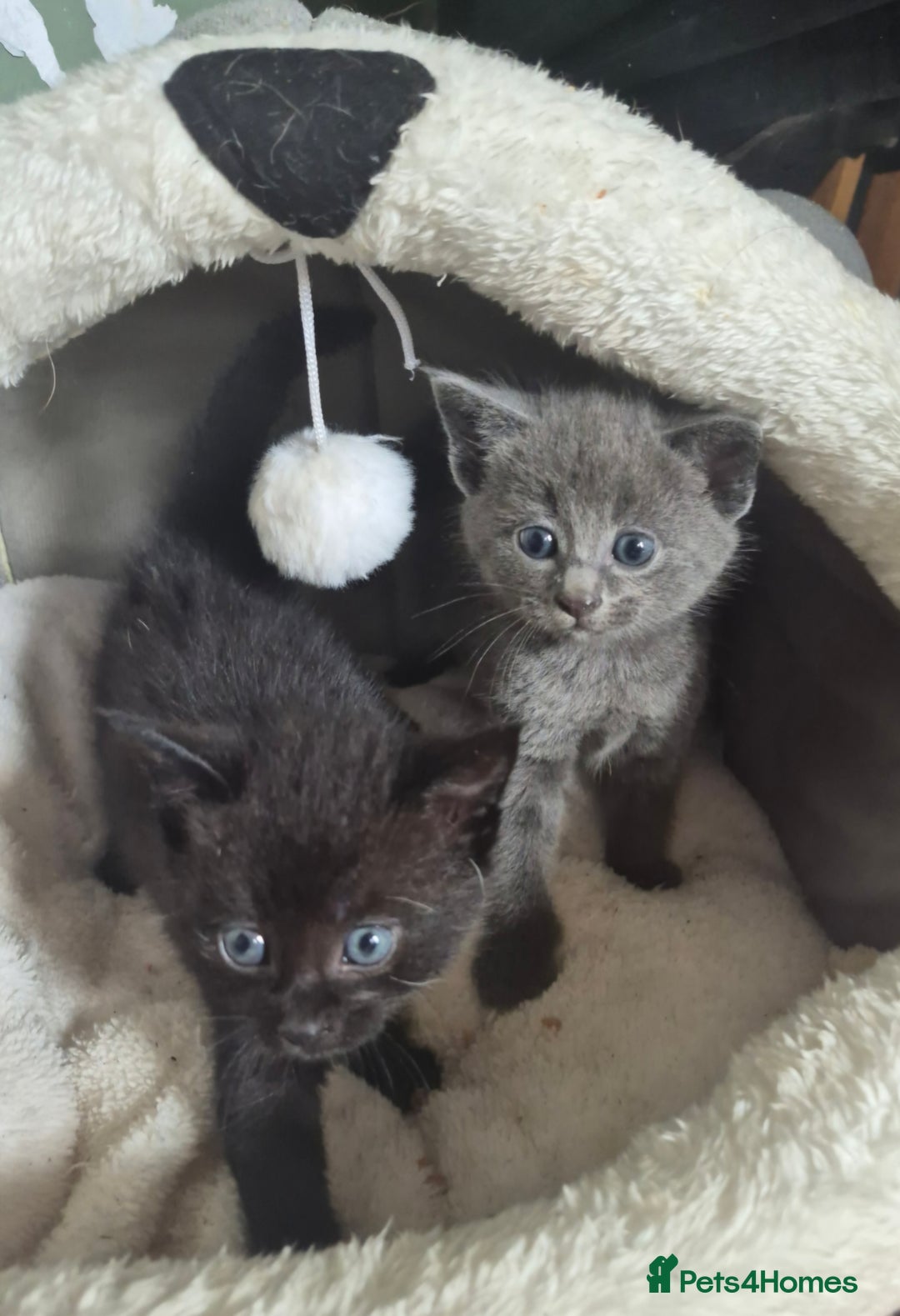 Mixed Breed cats for sale: 4 beautiful fluffy kittens for sale - Image 6