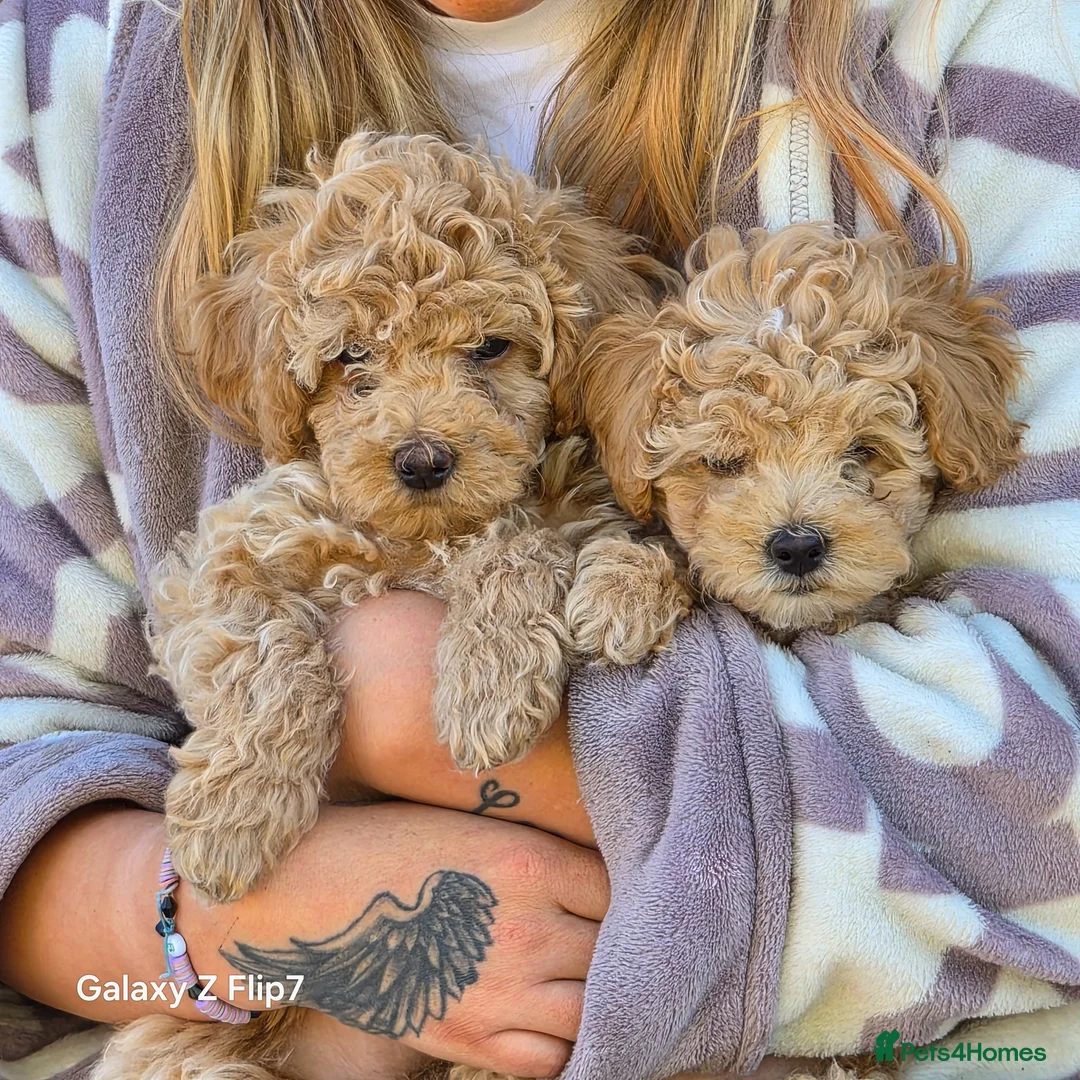 Cavapoo dogs for sale: Cavapoo pups last male - Advert 2