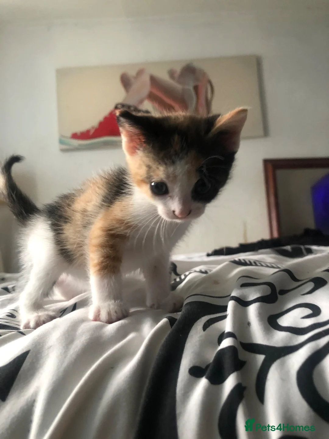Mixed Breed cats for sale: Beautiful kittens  in Barry - Advert 5