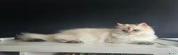 British Longhair cats for sale: Stunning Colour Point Girl - Advert 1