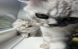 Persian cats for sale: Persian chinchilla kittens - Image 12