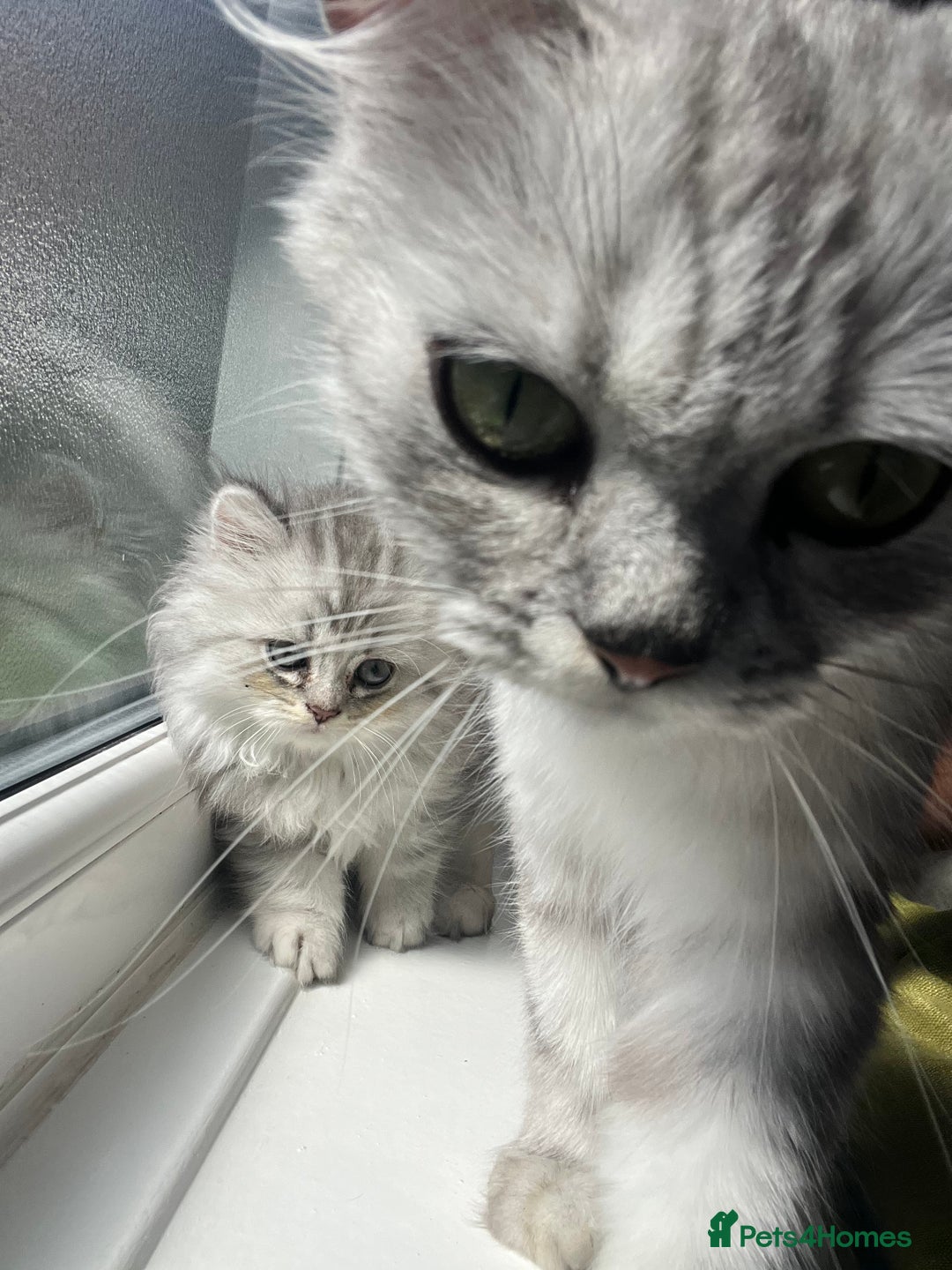 Persian cats for sale: Persian chinchilla kittens - Image 12